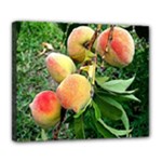 Peaches -  Fran Hoffpauir Deluxe Canvas 24  x 20  (Stretched)