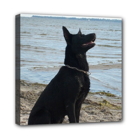 Black German Shepherd Mini Canvas 8  x 8  (Framed) from ArtsNow.com