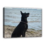 Black German Shepherd Canvas 16  x 12  (Framed)