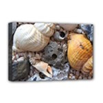 Beach Treasures Deluxe Canvas 18  x 12  (Framed)