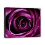 Deep Purple Rose Canvas 10  x 8  (Framed)
