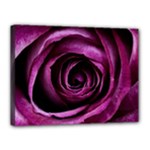 Deep Purple Rose Canvas 16  x 12  (Framed)