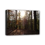 Forest - Pa Grand Canyon ~Leo Harris St Park by Ave Hurley - Mini Canvas 7  x 5  (Stretched)