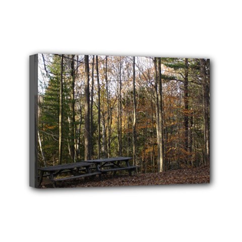 Pa Grand Canyon East Rim Trees 8 Mini Canvas 7  x 5  (Stretched) from ArtsNow.com