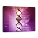 Dna Canvas 16  x 12  (Stretched)