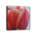 Red - White Tulip flower Mini Canvas 4  x 4 