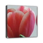 Red - White Tulip flower Mini Canvas 6  x 6 