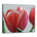Red - White Tulip flower Canvas 24  x 20 