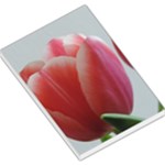 Red - White Tulip flower Large Memo Pads
