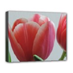 Red - White Tulip flower Deluxe Canvas 20  x 16  