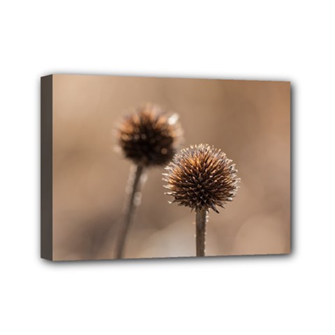 Withered Globe Thistle In Autumn Macro Mini Canvas 7  x 5  from ArtsNow.com