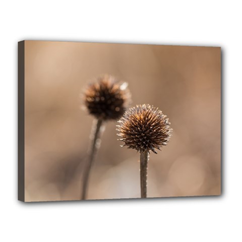 Withered Globe Thistle In Autumn Macro Canvas 16  x 12  from ArtsNow.com