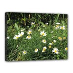 White Daisy flowers Canvas 16  x 12 