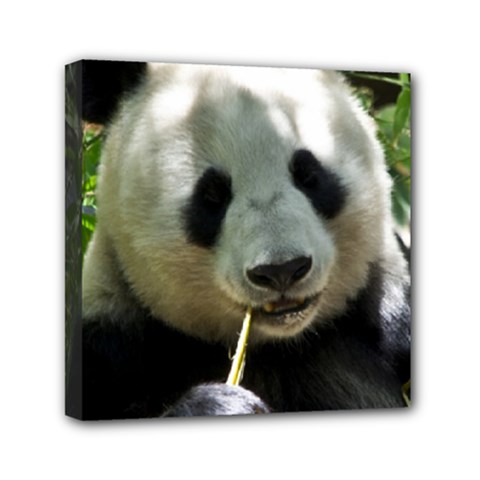Panda Mini Canvas 6  x 6  (Stretched) from ArtsNow.com