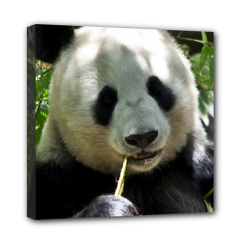 Panda Mini Canvas 8  x 8  (Stretched) from ArtsNow.com
