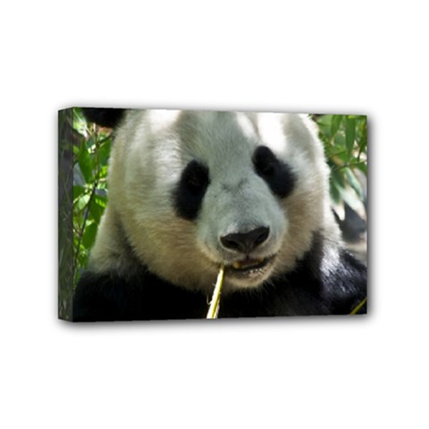Panda Mini Canvas 6  x 4  (Stretched) from ArtsNow.com