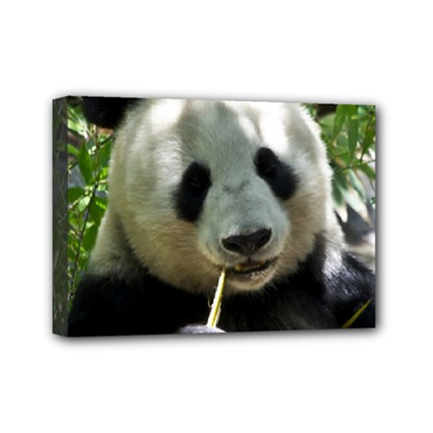 Panda Mini Canvas 7  x 5  (Stretched) from ArtsNow.com