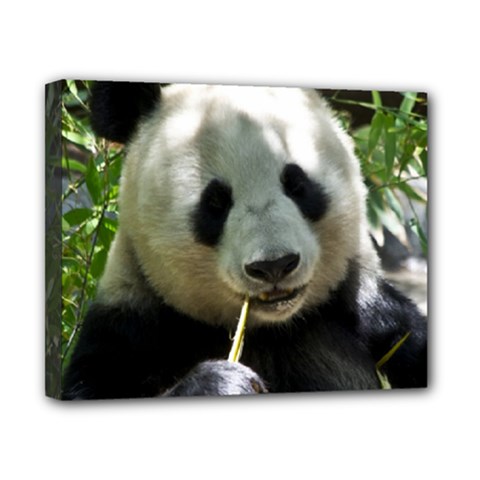 Panda Canvas 10  x 8  (Stretched) from ArtsNow.com