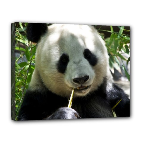 Panda Canvas 14  x 11  (Stretched) from ArtsNow.com