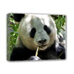 Panda Deluxe Canvas 14  x 11  (Stretched)