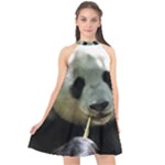 Panda Halter Neckline Chiffon Dress 