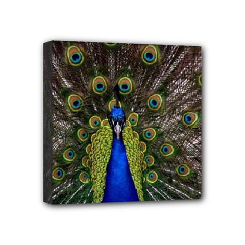 Peacock Mini Canvas 4  x 4  (Stretched) from ArtsNow.com