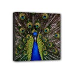 Peacock Mini Canvas 4  x 4  (Stretched)