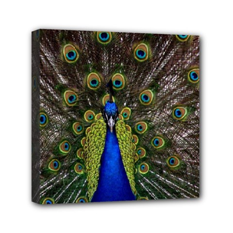 Peacock Mini Canvas 6  x 6  (Stretched) from ArtsNow.com