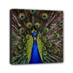 Peacock Mini Canvas 6  x 6  (Stretched)