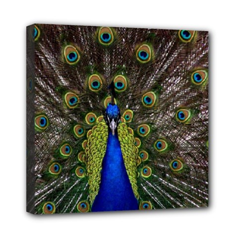 Peacock Mini Canvas 8  x 8  (Stretched) from ArtsNow.com