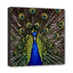 Peacock Mini Canvas 8  x 8  (Stretched)