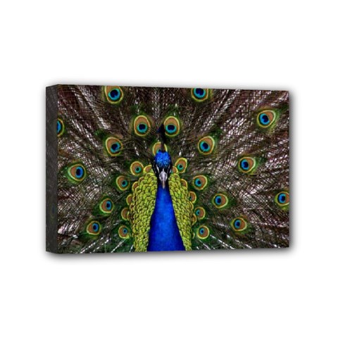 Peacock Mini Canvas 6  x 4  (Stretched) from ArtsNow.com