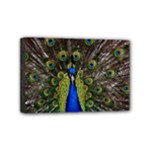 Peacock Mini Canvas 6  x 4  (Stretched)