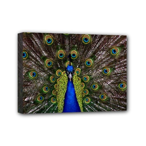 Peacock Mini Canvas 7  x 5  (Stretched) from ArtsNow.com
