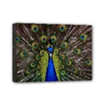 Peacock Mini Canvas 7  x 5  (Stretched)