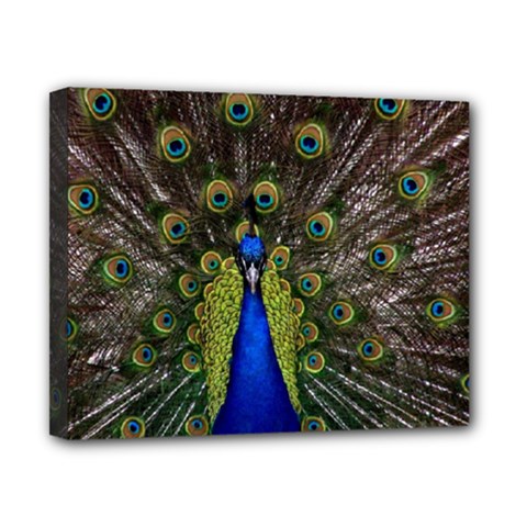 Peacock Canvas 10  x 8  (Stretched) from ArtsNow.com