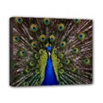 Peacock Canvas 10  x 8  (Stretched)