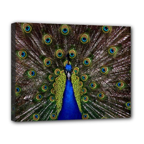 Peacock Canvas 14  x 11  (Stretched) from ArtsNow.com
