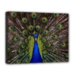 Peacock Canvas 14  x 11  (Stretched)