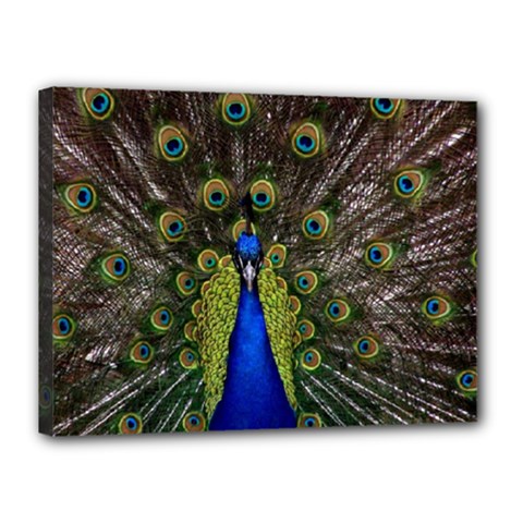 Peacock Canvas 16  x 12  (Stretched) from ArtsNow.com