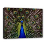 Peacock Canvas 16  x 12  (Stretched)