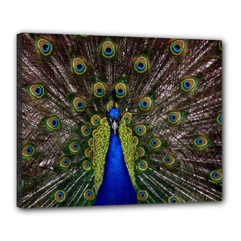 Peacock Canvas 20  x 16  (Stretched) from ArtsNow.com