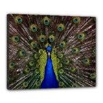 Peacock Canvas 20  x 16  (Stretched)