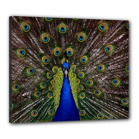 Peacock Canvas 24  x 20  (Stretched) from ArtsNow.com