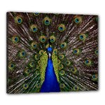 Peacock Canvas 24  x 20  (Stretched)