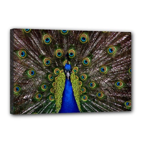 Peacock Canvas 18  x 12  (Stretched) from ArtsNow.com