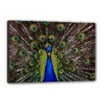 Peacock Canvas 18  x 12  (Stretched)