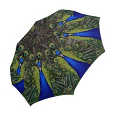 Folding Umbrella 