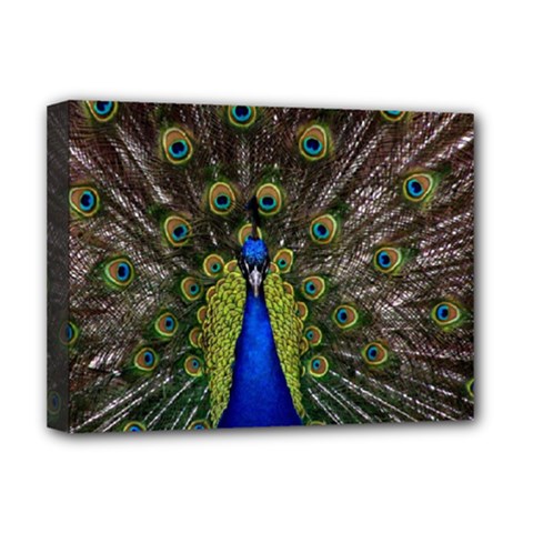 Peacock Deluxe Canvas 16  x 12  (Stretched)  from ArtsNow.com