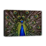 Peacock Deluxe Canvas 18  x 12  (Stretched)